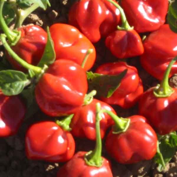 Csak vállalkozó kedvűeknek : vérnyomáscsökkentés chili paprikával! – Fitoterápiakalauz