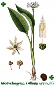 Allium-ursinum
