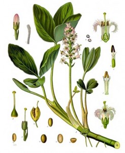 menyanthes_trifoliata
