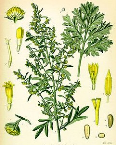 Artemisiaabsinthium