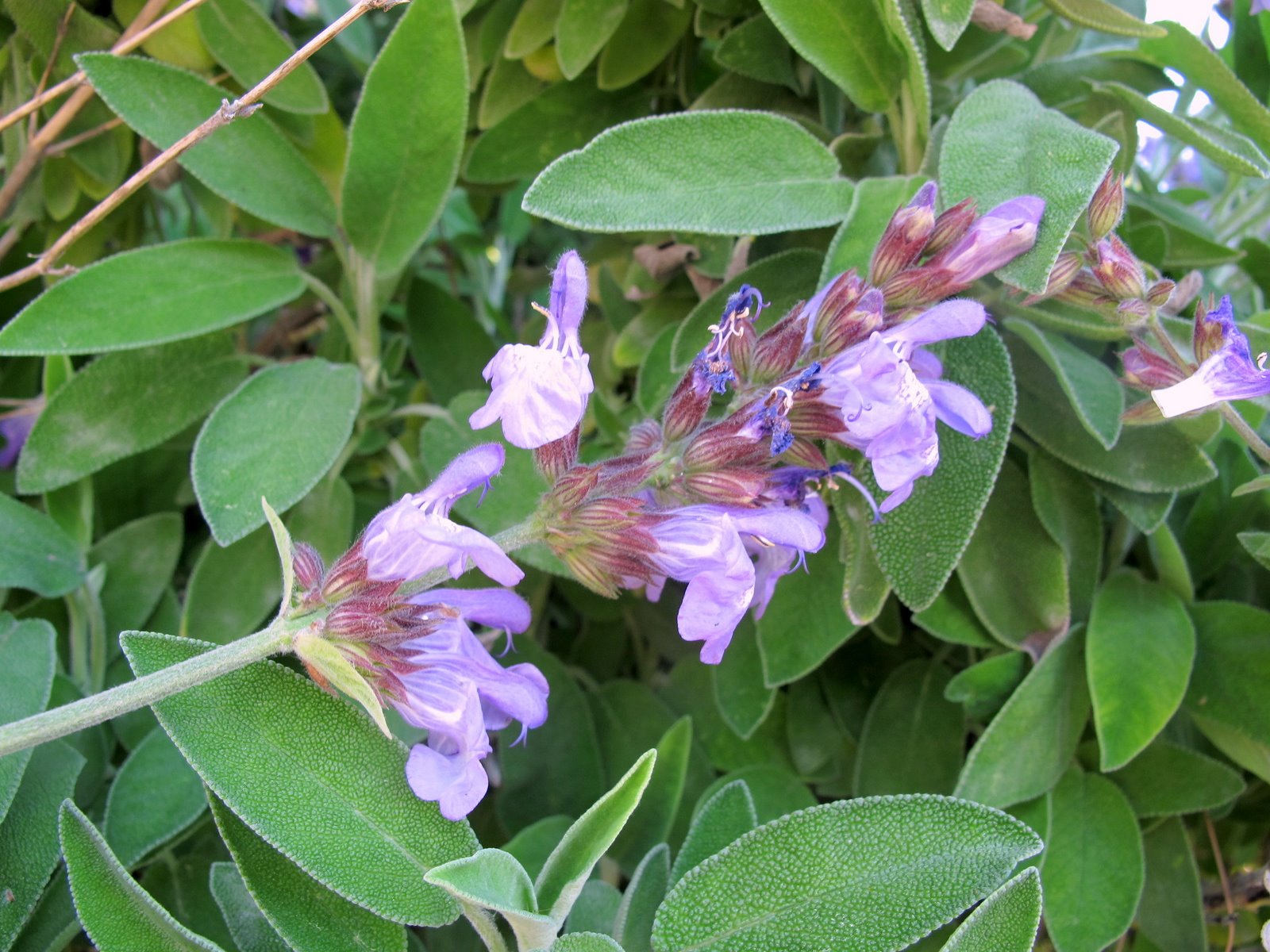 Szabad fotó: közös zsálya, rét zsálya, virág, kék, lágyszárú, évelő, Salvia pratensis | Hippopx