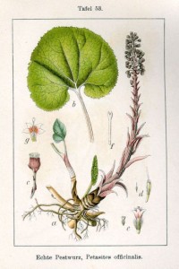 Petasites officinalis