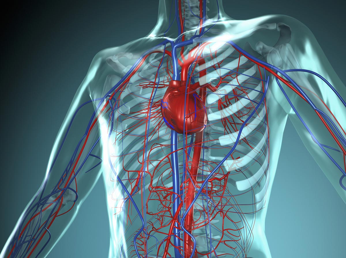 Кровообращение нормализация. Система кровообращения человека сердце и кровеносные сосуды. ССС сердечно сосудистая система. Rhjdtyjcytfz система человека. Кровеносная система сердца.