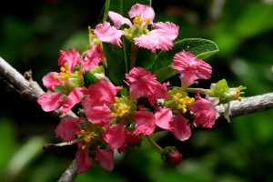 acerola-barbados-cherry-bloom