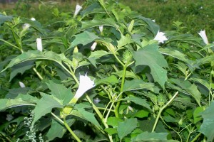 datura stramoinum