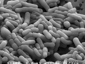 bifidobacterium