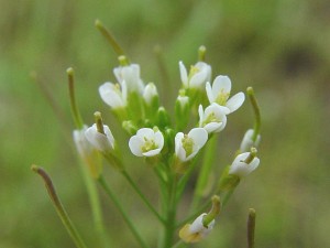 Arabidopsis_thaliana-zandraket02