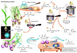 chemistrygarlic