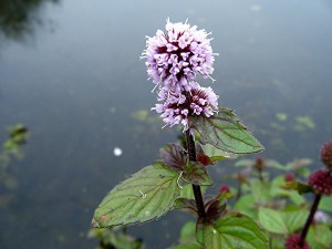 M aquatica