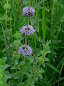 Mentha Pulegium