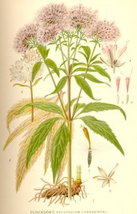 Eupatorium_cannabinum