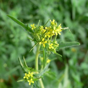 Sisymbrium_officinale