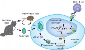 toxoplasma g