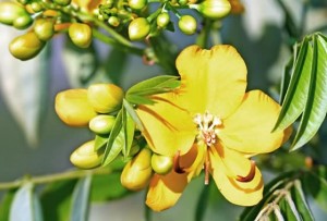 cassia angustifolia