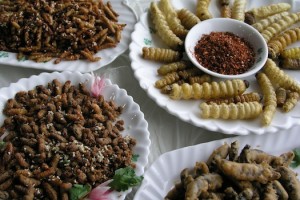 insect
