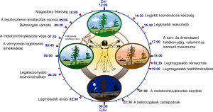 Biological_clock_human_hu