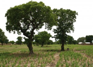 evolutionary-history-of-the-shea-tree-in-sudano-sahelian-africa_lightbox