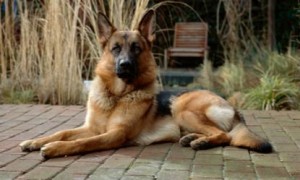 german shepherd