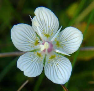 Parnassia_palustris1