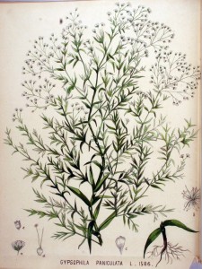 Gypsophila_paniculata