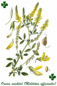 melilotus_officinalis1