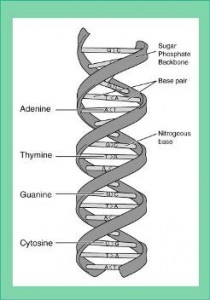 dna-structure